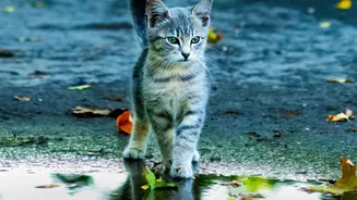 Wet Footpaths And Standing Water Can Create Hidden Health Risks For Pets