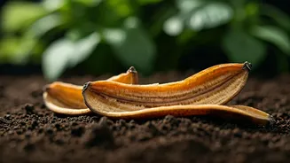 Unlock Plant Growth Potential Spreading Dried Banana Peels Weekly