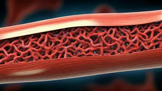 How Much Protein Can Your Body Really Absorb?