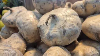 Why health enthusiasts are talking about yam beans