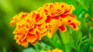 Why October Is The Perfect Time To Grow Festive Flowering Plants Like Marigolds