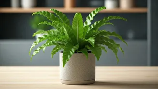 Bird’s Nest Ferns Certified Safe For Indian Flat Pets