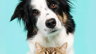 A Toxic-Food List Should Distinguish Dogs, Cats and Species-Specific Sensitivity