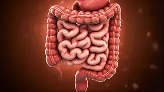 Gut Feelings: How Your Gut Impacts Your Body