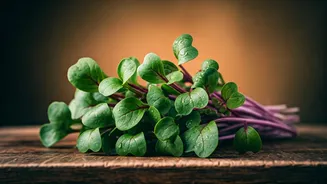 Radish Shoots Are The Ultimate Easy Superfood Trend of 2026
