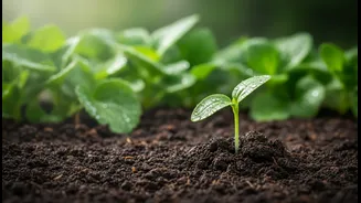 Bengaluru's Rain-Fed Planting Window: How to Separate Useful Context from Hype