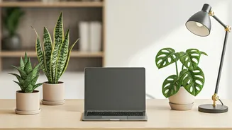 Line Your Workspace With Low Maintenance Snake And Monstera Plants