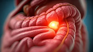 Unveiling Obesity's Inflammatory Link: New Insights