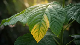 Yellow Leaves This Monsoon? Here's The Fix