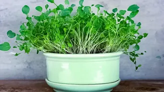 Chennai's Home Gardening Movement Makes Fresh Herbs Easier To Grow In Apartments