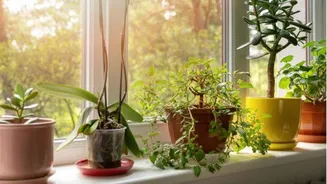 Banana peels: A natural boost for potted plants