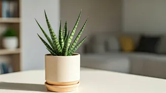 Snake Plants Become The Ultimate Standard Housewarming Gift For Renters