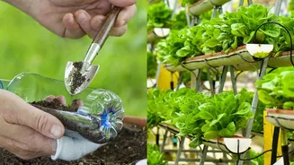 Alface: dicas para cultivar em vasos e jardineiras