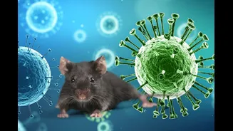 Hantavirus Outbreak Explained: Symptoms, Spread, and Why Early Diagnosis Matters