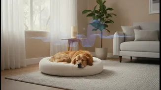 How to alleviate pet noise anxiety using expert recommendations and ambient soundscapes