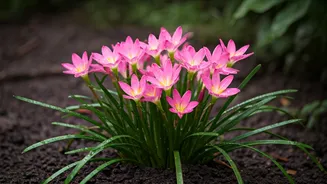 Rain Lilies Offer Magical Floral Surprise Post First Monsoon