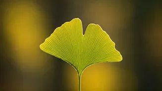 5 Japanese Brain-Boosting Tricks for Sharpness