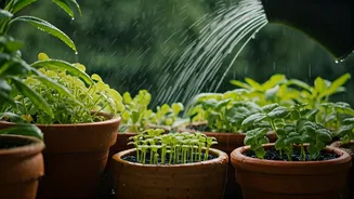 Monsoon Planting Season Sparks Green Craze