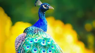 Five Indian Peacocks Reach UN Geneva Four Decades After an Earlier Gift