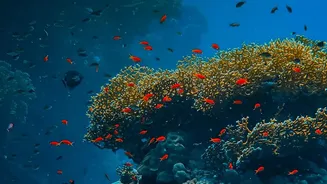 Why Thermal Resilience In Corals Holds The Solution For Long Term Reef Protection