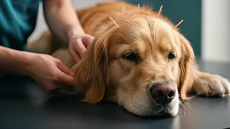 Pet Parents Are Treating Care Like Wellness