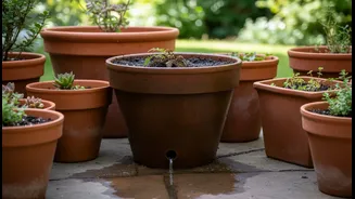 Waterlogged Pots Can Invite Root Problems During The Rainy Season