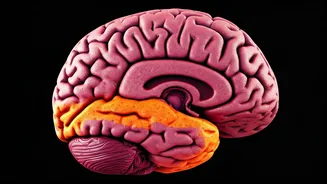 Ultra-Processed Foods Change Brain Structure