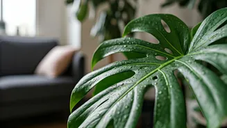 Humidity Is Great, Overwatering Isn't For Indoor Plants
