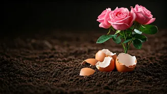 This Simple Kitchen Remnant Doubles As Superb Rose Fertilizer
