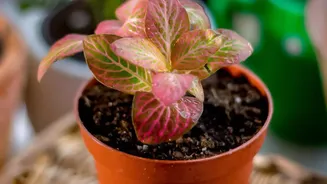 Use Leaf Checks To Organise Plans For New Houseplant Quarantine