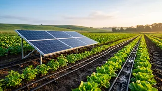 How Solar--Powered Drip Irrigation Empowers Smallholder Farmers In Maharashtra