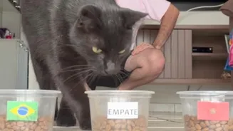 Gato vidente Milu faz previsão para o jogo do Brasil contra o Haiti