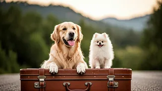 Furry Family Members Have Entered Travel Planning
