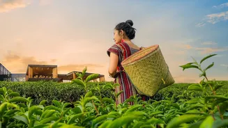 How New Pesticide Guidelines May Alter Quality Control Procedures For Indian Tea