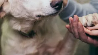 Pet-Care Staff Should Know When to Stop and Seek Veterinary Help