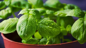 Sweet basil leaves: A herb with many health benefits