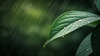 Don't Let Rain Bring Health Problems Home