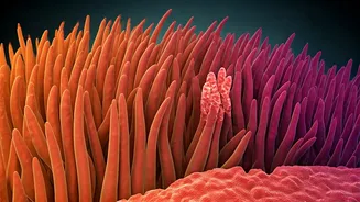 Understanding Celiac Disease: Causes, Symptoms, and Management