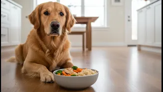 How to transition dogs from basic kibble to customised vet-approved fresh meals
