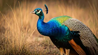 H5N1 Avian Flu Confirmed in Peacock Deaths: 44 Birds Lost in Karnataka