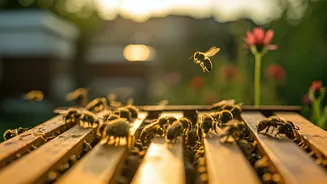 Chennai's Bee Guardians: Diverse Approaches to Urban Apiculture and Conservation