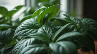 These Monsoon Habits Keep Indoor Plants Growing Strong
