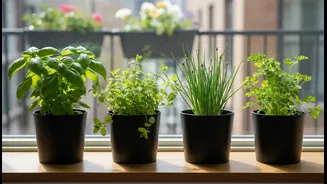 How to achieve high yields from 4 low-light aromatic greens on windowsills