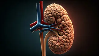 Kidney Peril: When Protein and Creatine Supplements Go Too Far