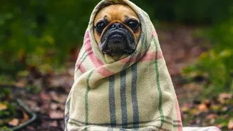 How Rainy-Season Walk Planning Can Help Protect Your Dog's Health