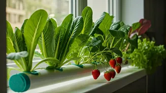 Indoor Soil-Free Gardening Is Built For Renters