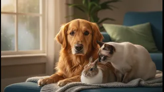 Humid Indian Homes: What Indian Cat, Dog and Small-Animal Owners Should Prepare for Next