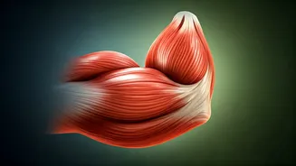 Beyond Sugar-Free: The Muscle Secret to Metabolic Health After 30