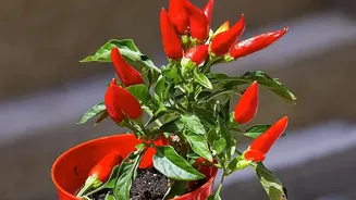 The Case For Heat-Tolerant Varieties Grows With August's Heat-Humidity Balcony Test