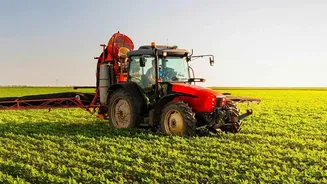 Punjab Crop Diversification: A Reader Guide to Pest Risk, Price Certainty, Seed Subsidies and Procurement Economics